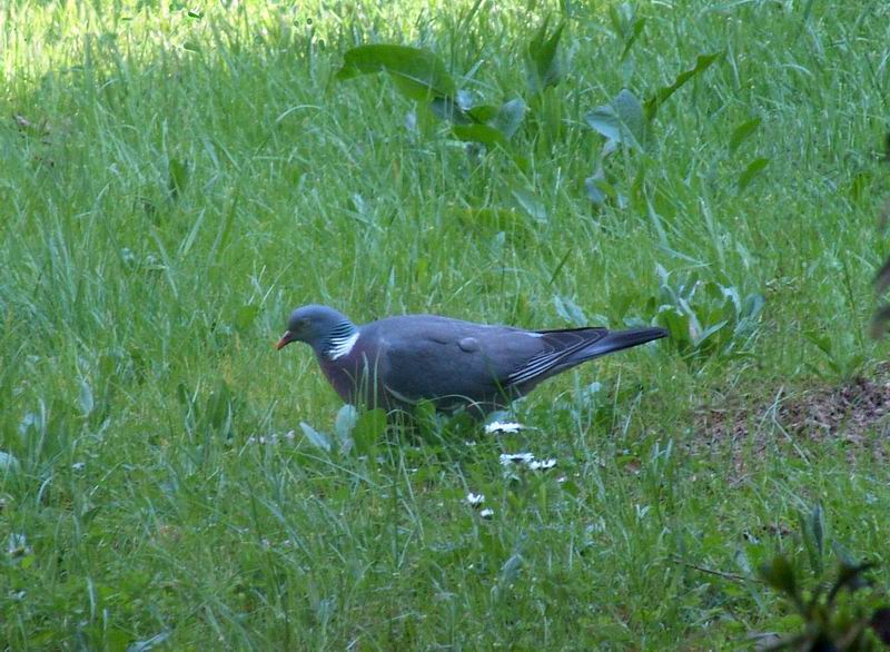 Columba palumbus - Colombaccio